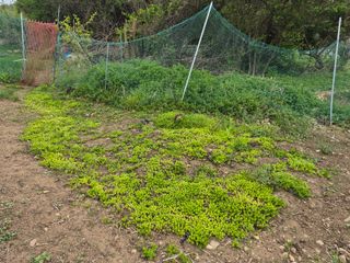 Kns4324님의 기타작물 · 영농일지 작성글 사진