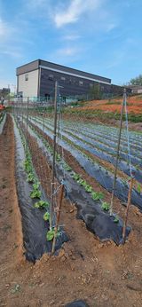 골드래곤님의 작성글 사진