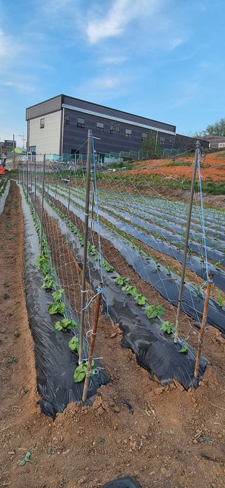 골드래곤님의 콩 · 영농일지 작성글 사진