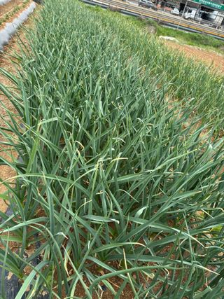 김영완님의 고추 · 영농일지 작성글 사진