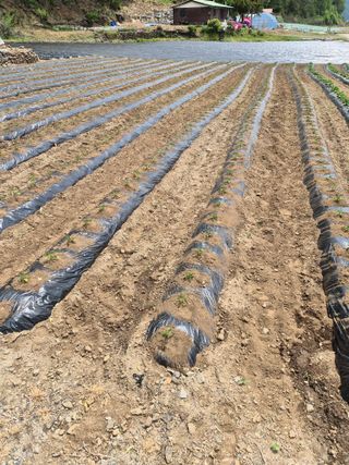 남기탁 님의 고추 · 영농일지 작성글 사진