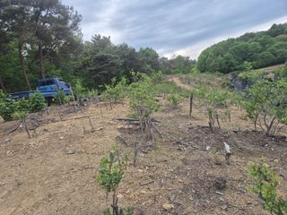 최진일님의 블루베리 · 영농일지 작성글 사진
