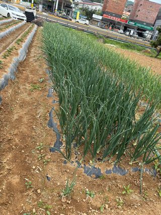 김영완님의 고추 · 영농일지 작성글 사진