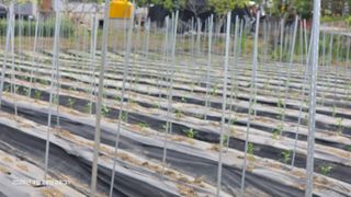 박용열조물주님 님의 고추 · 영농일지 작성글 사진