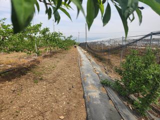 꿀복이농장님의 고추 · 영농일지 작성글 사진