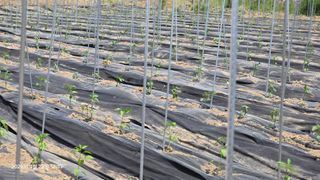 박용열조물주님 님의 고추 · 영농일지 작성글 사진