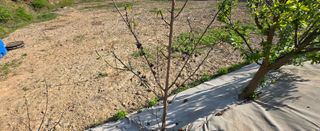 강호지인님의 기타작물 · 영농일지 작성글 사진