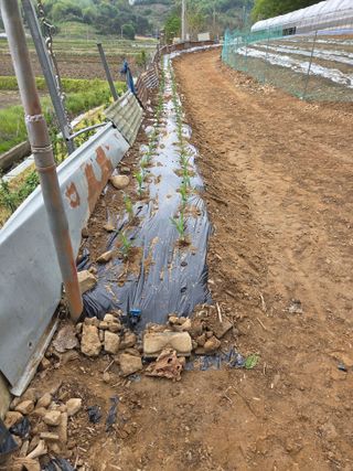 대운님의 옥수수 · 영농일지 작성글 사진