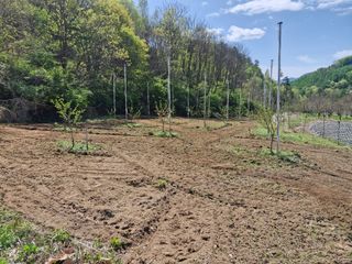 성은모님의 복숭아 · 영농일지 작성글 사진