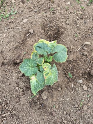 Kns4324님의 기타작물 · 영농일지 작성글 사진