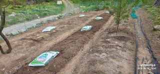 달맛햇복숭아농원님의 고추 · 영농일지 작성글 사진