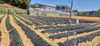 골드래곤님의 콩 · 영농일지 작성글 사진