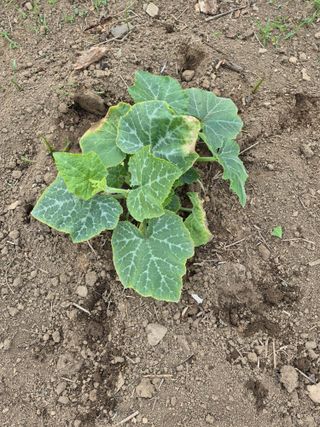 Kns4324님의 기타작물 · 영농일지 작성글 사진