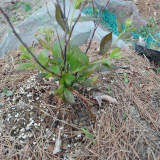 正覺님의 기타작물 · 영농일지 작성글 사진