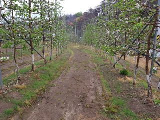 의성,군위 나상덕님의 기타작물 · 영농일지 작성글 사진