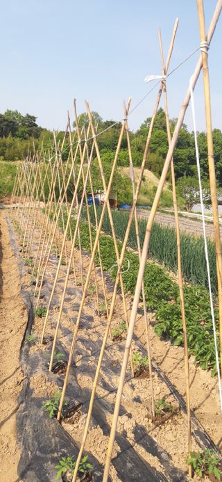 정진근 님의 기타작물 · 영농일지 작성글 사진