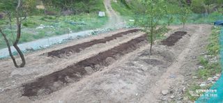 달맛햇복숭아농원님의 고추 · 영농일지 작성글 사진