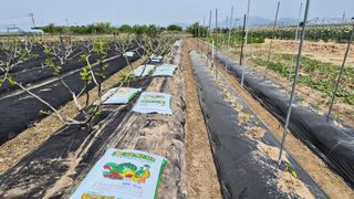 늘푸른 농장주님의 기타작물 · 영농일지 작성글 사진