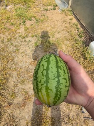 최대석님의 기타작물 · 영농일지 작성글 사진