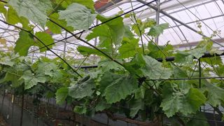 가끔 천재님의 포도 · 영농일지 작성글 사진