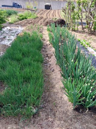 상추20832님의 기타작물 · 영농일지 작성글 사진