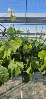 이화주님의 작성글 사진