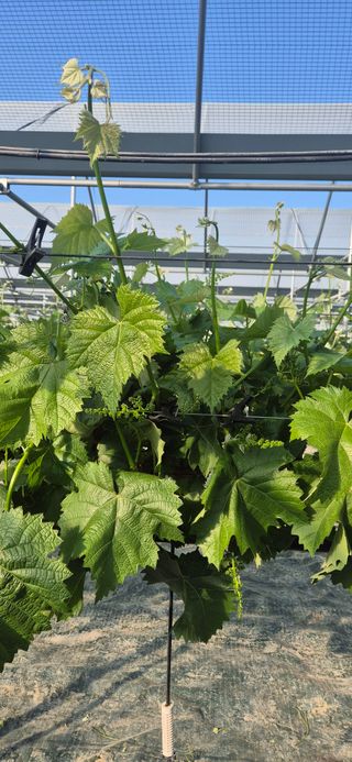 이화주님의 기타작물 · 영농일지 작성글 사진