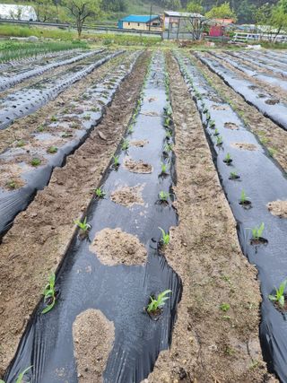참깨16081님의 기타작물 · 영농일지 작성글 사진