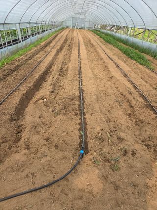 마늘25328님의 기타작물 · 영농일지 작성글 사진