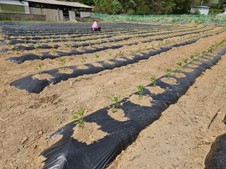 경달현님의 고추 · 영농일지 작성글 사진