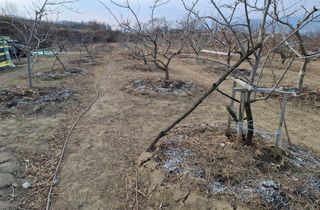 철남 김희곤님의 사과 · 영농일지 작성글 사진