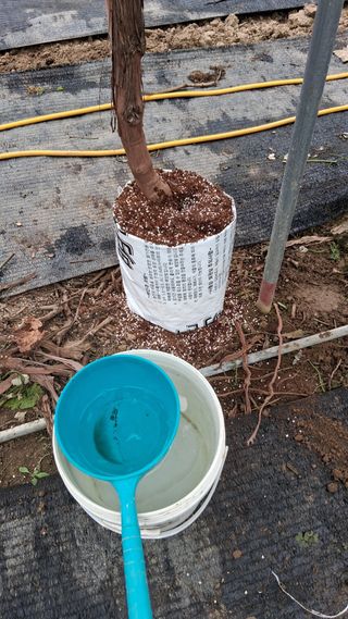 가끔 천재님의 포도 · 영농일지 작성글 사진