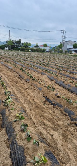 강성분님의 기타작물 · 영농일지 작성글 사진