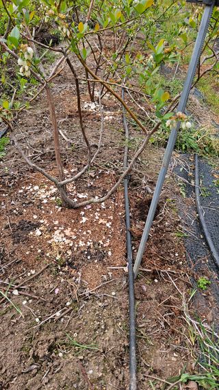 대봉농원 이경화님의 블루베리 · 영농일지 작성글 사진