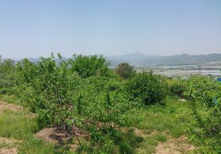 철남 김희곤님의 복숭아 · 영농일지 작성글 사진