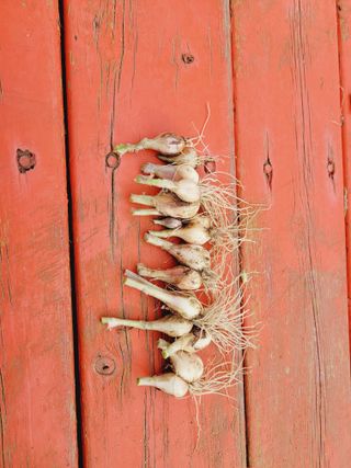 한경훈님의 파 · 영농일지 작성글 사진