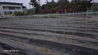 박용열조물주님 님의 고추 · 영농일지 작성글 사진