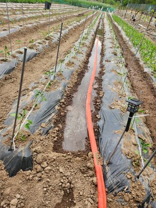 옥수수14683님의 기타작물 · 영농일지 작성글 사진