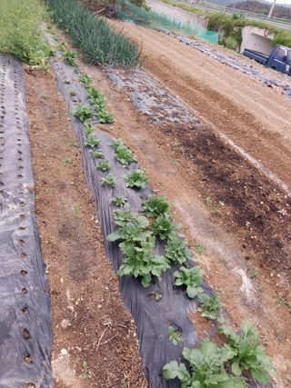 상추20832님의 기타작물 · 영농일지 작성글 사진