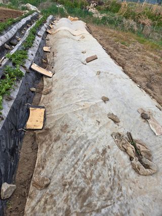 무형교회목사 안영진님의 기타작물 · 영농일지 작성글 사진