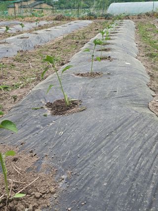 김해열님의 기타작물 · 영농일지 작성글 사진