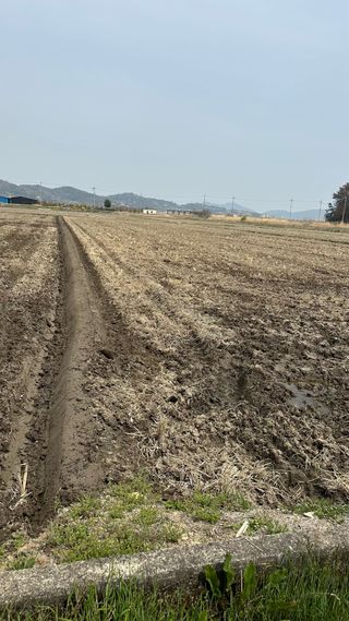 씨와님의 벼 · 영농일지 작성글 사진