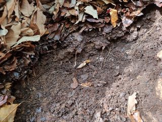 자병산무농약고추님의 기타작물 · 영농일지 작성글 사진