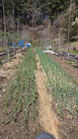 팜모닝 옥수수·영농일지 게시글 이미지