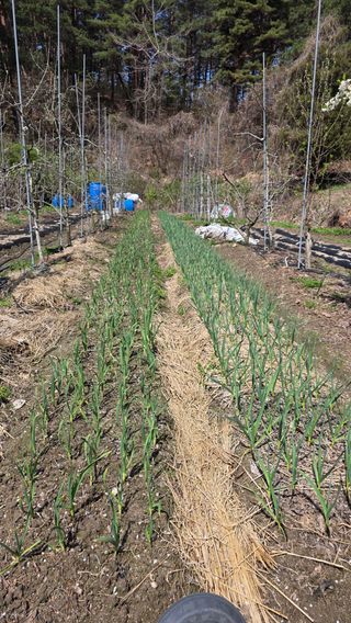 강혜원님의 옥수수 · 영농일지 작성글 사진