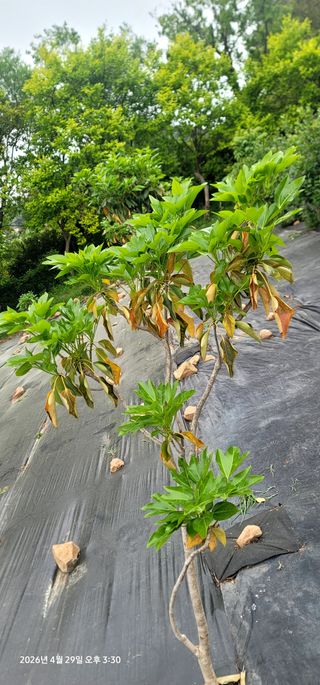 박종화님의 기타작물 · 영농일지 작성글 사진