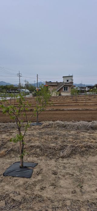 김수학님의 참깨 · 영농일지 작성글 사진