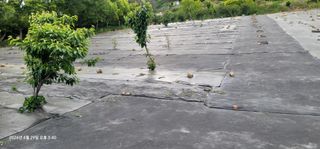 박종화님의 기타작물 · 영농일지 작성글 사진