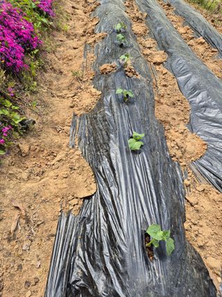 호랑이별님의 기타작물 · 영농일지 작성글 사진