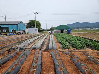 강창원님의 고추 · 영농일지 작성글 사진